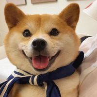 funnypetjak