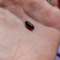 original sound - marmalade666chainsaw