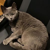 bluefootedboobyy