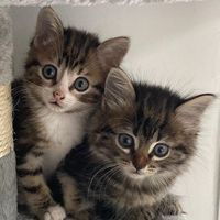 simba.et.schweppes