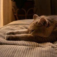 suara asli - °Qalisya°