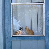 оригинальный звук