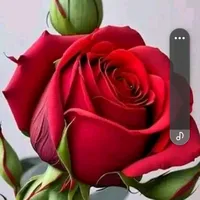 original sound - elizabethsantos0032