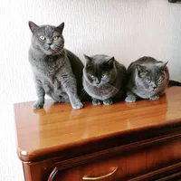 original sound - marusya67cat.family