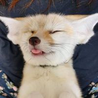 bupodfy