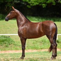rodrigosimionato10