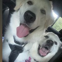roxy.odin