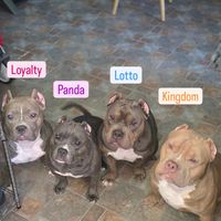 amazing_pocket_bullies