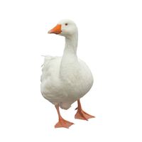 poulter.goose