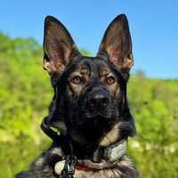 What kind of dog is that