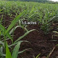 wamalagingerfarming