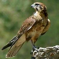 ibnbtota12