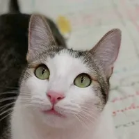 original sound - sayapo_cats