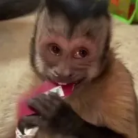 original sound - srt8kyo