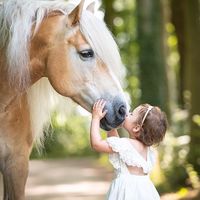 wallace_haflingerhorse
