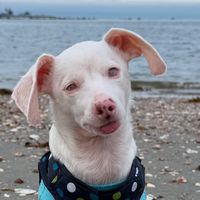 pinkpigletpuppy