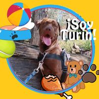 soy.turin