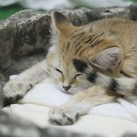 trappedtranscendence