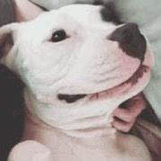 shivamydog