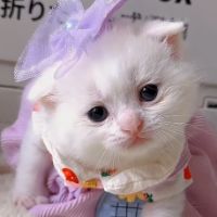 som original - Cães e Gatos