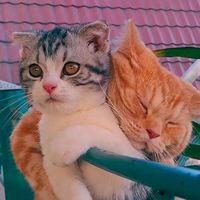 banana cat crying