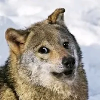 Wir sind des Geyers schwarzer Haufen