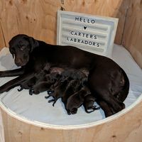 carterslabradors