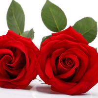 original sound - Mani