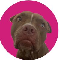 luazinha_a_pit