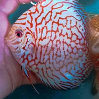 tipoissontiprix