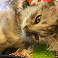 Friggen Tuff Iron Mouse Funk