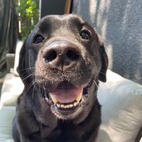 denver.the.dog