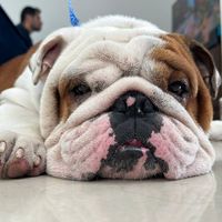 bulldogzeus26