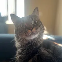 original sound - tia_mainecoon