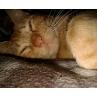 original sound - lavidaessalsa