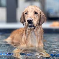 goldenlifeofmarshall