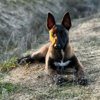 roostermalinois