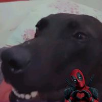 psinfx