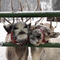 all i want for christmas is you bass boosted