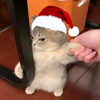 jimenacats29