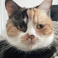 judakbub