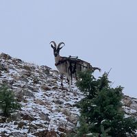 goatchabois