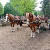 _ventacaballosdetrabajo