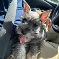 valentinominischnauzer