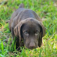 gunner_the_labrador