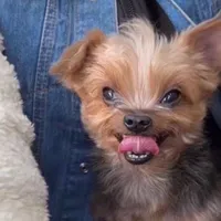 original sound - cata31983