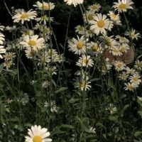 เสียงต้นฉบับ - บุ๋นเปรมคือผัวเมียกัน❤