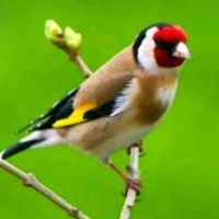 الصوت الأصلي