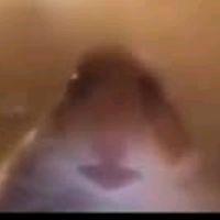 team_hamster23
