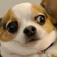 the_pup_cups